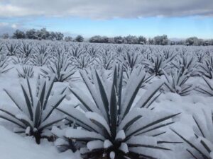 Frozen Agave in Los Altos de Jalisco